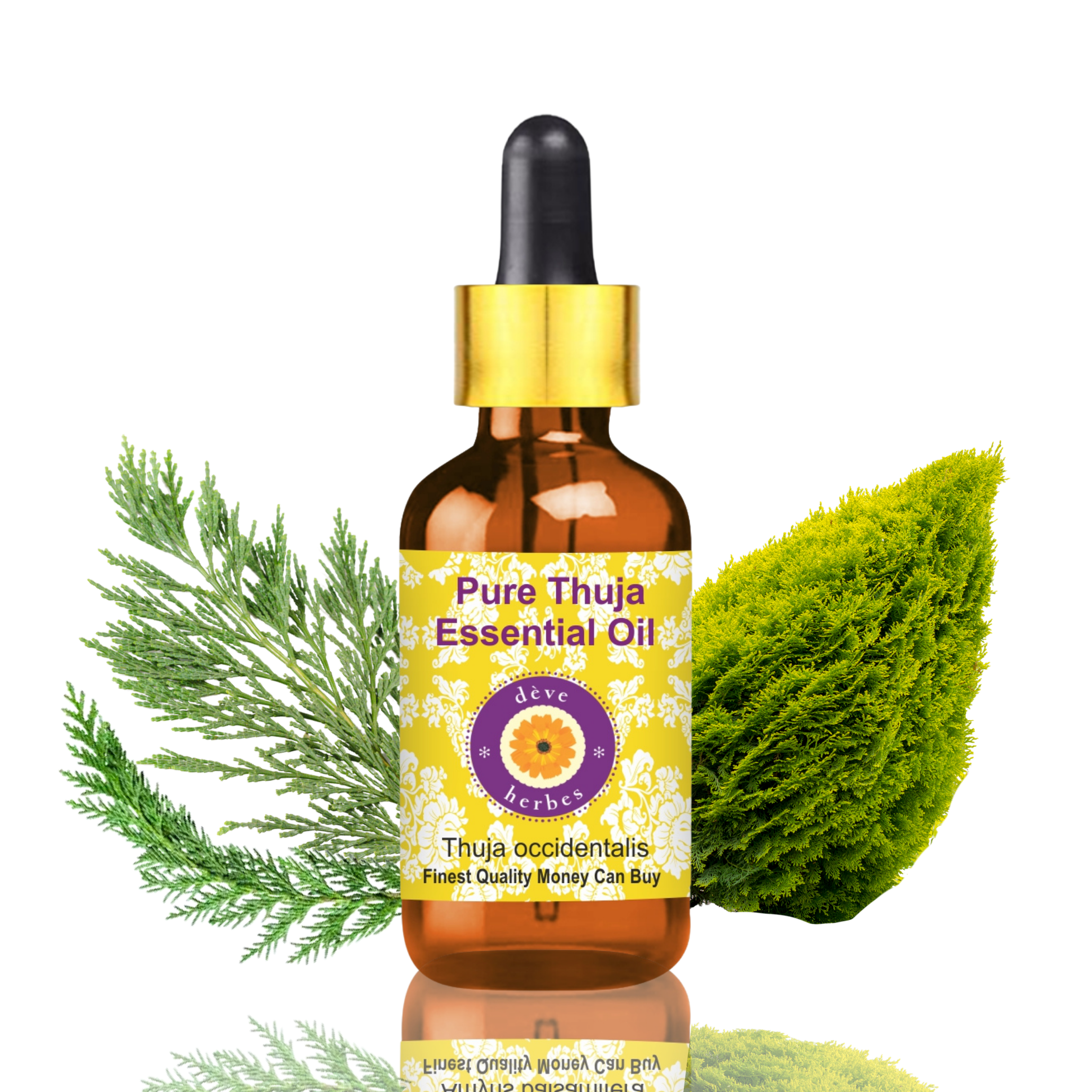 Thuja Essential 1-2063x2063.png